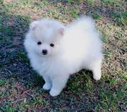 Healthy couple of 7weeks old  Pomeranian on adoption, 