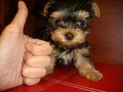 Tiny teacup yorkie puppies for adoption 